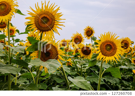 Sunflowers bloom in the summer sunshine, bringing energy and hope for the future. Sunflowers bloom in the summer sunshine, bringing energy and hope for the future. 127260708