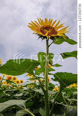 向日葵在夏日陽光下綻放，帶來活力和對未來的希望。 127260736