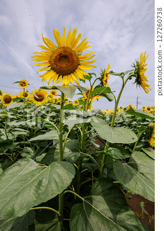 Sunflowers bloom in the summer sunshine, bringing energy and hope for the future. Sunflowers bloom in the summer sunshine, bringing energy and hope for the future. 127260738