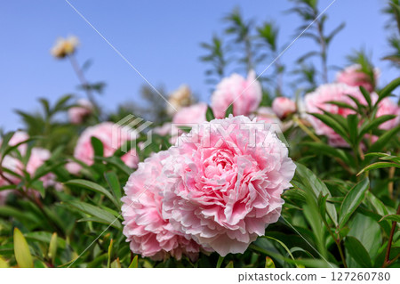Beautifully blooming peonies in Yuni Town, Hokkaido [June] 127260780