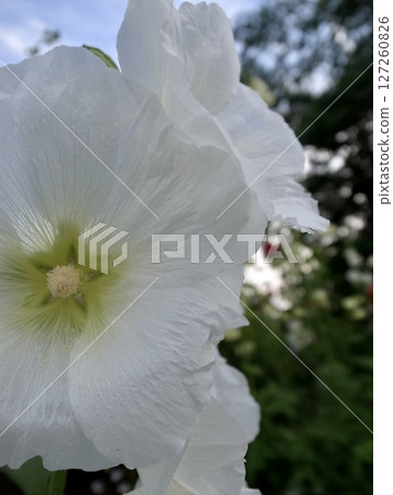 白色花朵是點綴 白色花朵是點綴 127260826