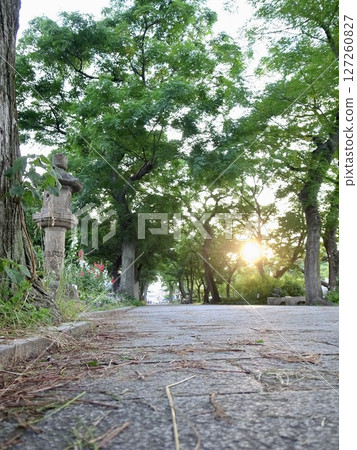 神社對面住在吉公園參道上美麗的夕陽 神社對面住在吉公園參道上美麗的夕陽 127260827