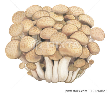 Shimeji illustration Shimeji illustration 127260848