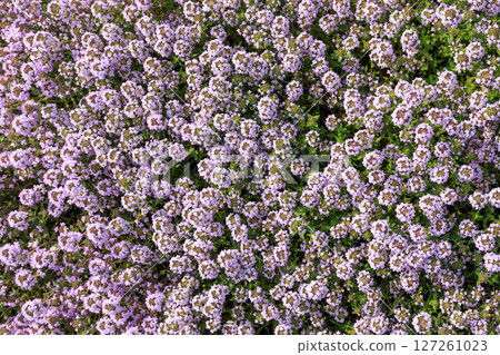 北海道由仁町的百里香草花 [六月] 127261023