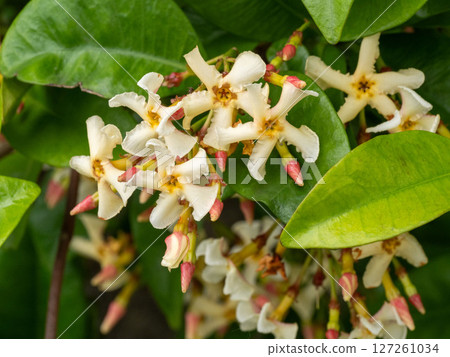 Tea Cazra Flower 127261034