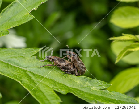 葉子上的雄性和雌性象鼻蟲 127261041