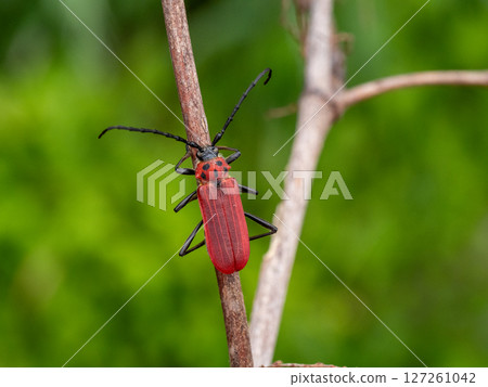 Red longhorn beetle on a dead tree 127261042