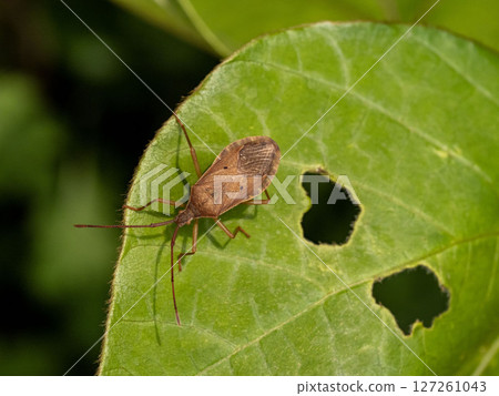 A spotted stink bug on a leaf A spotted stink bug on a leaf 127261043