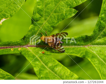 Artemisia nigricans on a mugwort leaf Artemisia nigricans on a mugwort leaf 127261044