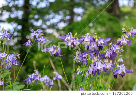 Yuni Town, Hokkaido, Columbine (Eastern Columbine) blooming downwards [May] 127261203