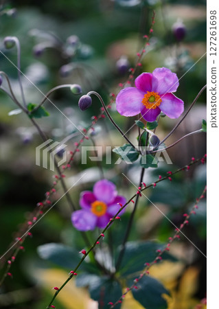 京都一座寺廟的花園裡盛開的秋菊花 127261698