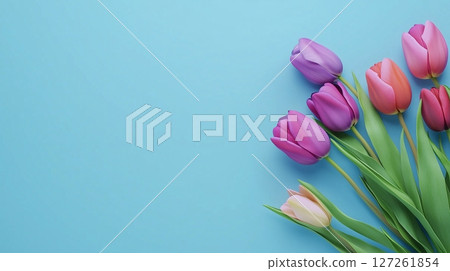 Tulip flower purple, pink and white color copy space blue background 127261854