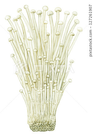 Illustration of enoki mushroom 127261907