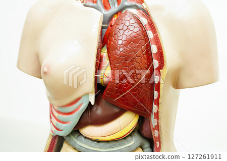 Human lung anatomy organ model isolated on white background. 127261911