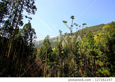 It is said that Ushiwakamaru also trained in military tactics here... Mount Kurama and Kurama Temple It is said that Ushiwakamaru also trained in military tactics here... Mount Kurama and Kurama Temple 127262247