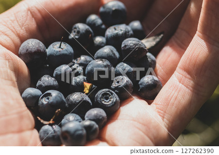 Bunch of blueberries in the hand 127262390
