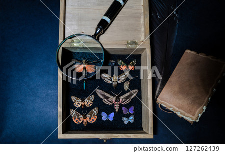 Butterflies Collector Background Composition Butterflies Collector Background Composition 127262439