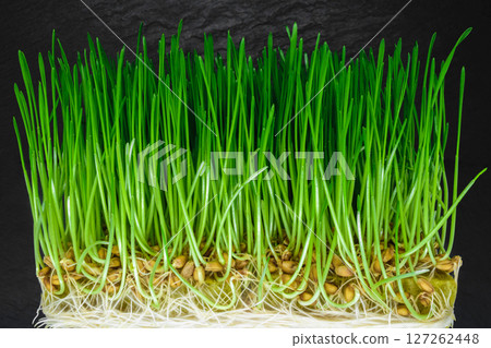 Crosscut sprouted wheat with visible green shoots, seeds and white roots on black stone background surface Crosscut sprouted wheat with visible green shoots, seeds and white roots on black stone background surface 127262448