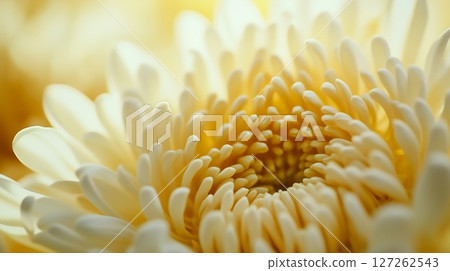 Chrysanthemum white flower macro petals blurred background 127262543
