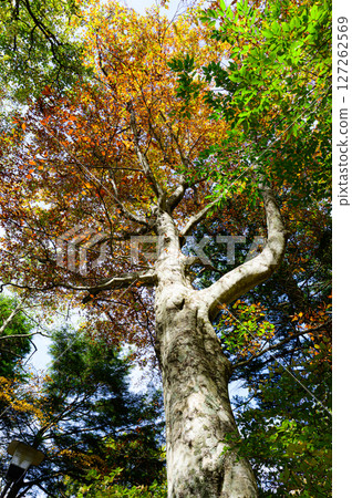 Autumnal forest: Nature in Oku-Nikko 127262569