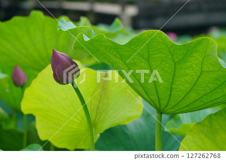 Lotus 2598 127262768