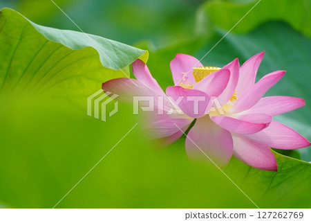 Lotus 2599 127262769