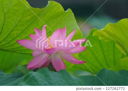 Lotus 2605 127262772