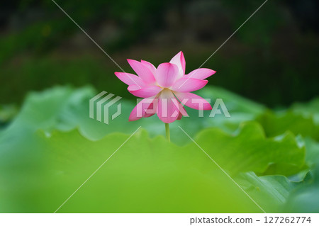 蓮花2607 蓮花2607 127262774