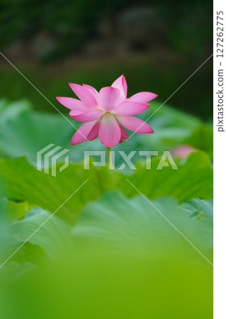 Lotus 2609 127262775