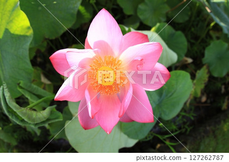 Lotus 7036 Lotus 7036 127262787