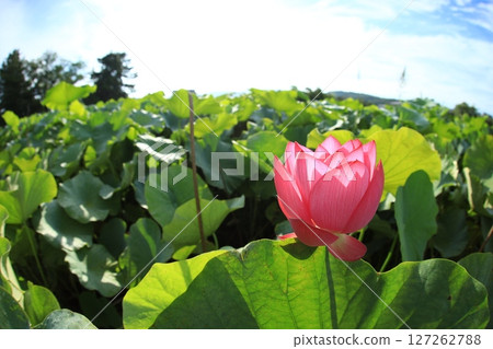 Lotus 7038 127262788