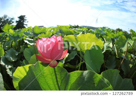 Lotus 7039 Lotus 7039 127262789