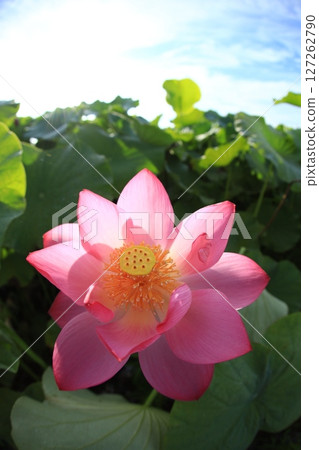 Lotus 7041 127262790