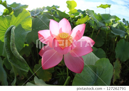 Lotus 7043 Lotus 7043 127262791