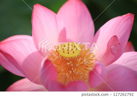 Lotus 7045 Lotus 7045 127262792