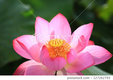 蓮花 7047 蓮花 7047 127262793