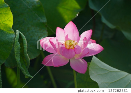 Lotus 2528 Lotus 2528 127262881