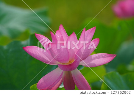 Lotus 2552 Lotus 2552 127262902