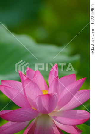 Lotus 2558 Lotus 2558 127262906