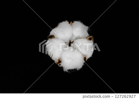 Dried white cotton flower blossom isolated on black background Dried white cotton flower blossom isolated on black background 127262927