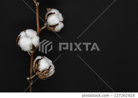 Dried white cotton flower blossoms on black background Dried white cotton flower blossoms on black background 127262928