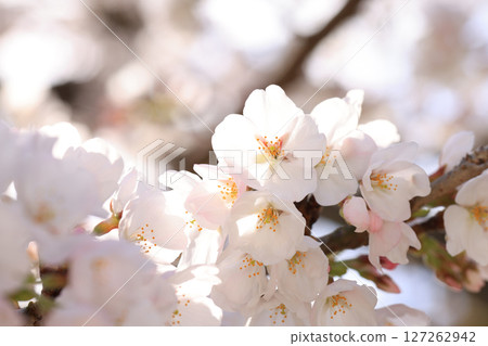 錦帶橋櫻花8528 錦帶橋櫻花8528 127262942