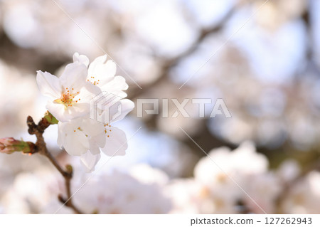 錦帶橋櫻花8534 錦帶橋櫻花8534 127262943