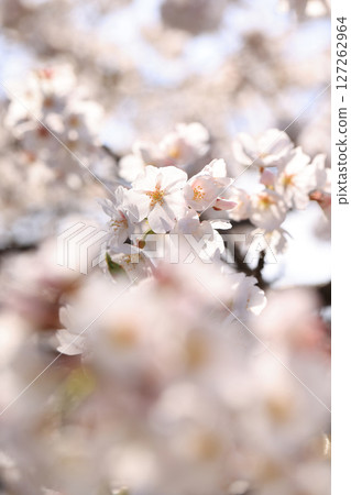 Cherry blossoms at Kintai Bridge 8597 127262964