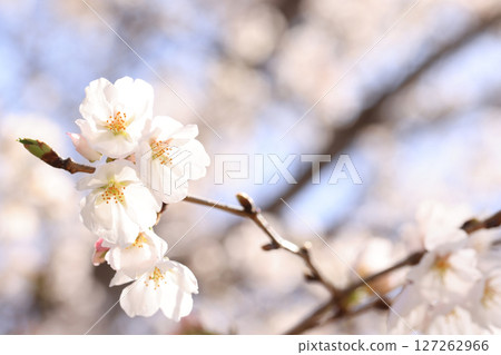 Cherry blossoms of Kintai Bridge 8613 Cherry blossoms of Kintai Bridge 8613 127262966