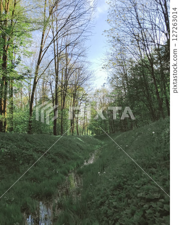 A forest path with a stream running through it 127263014