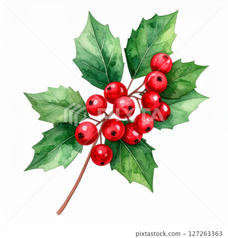 Watercolor Painting of Holly Branch with Red Berries and Green Leaves 127263363