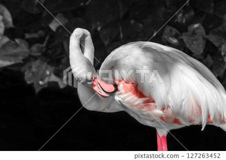 Pink flamingo in front of black and white rainforest foliage background Pink flamingo in front of black and white rainforest foliage background 127263452