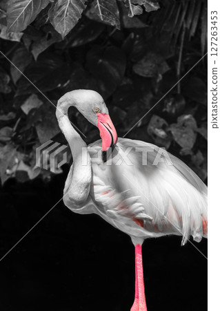 Pink flamingo in front of black and white rainforest foliage background 127263453