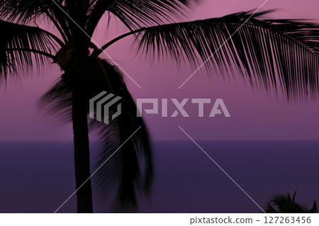 Purple sunset and black palm silhouettes 127263456